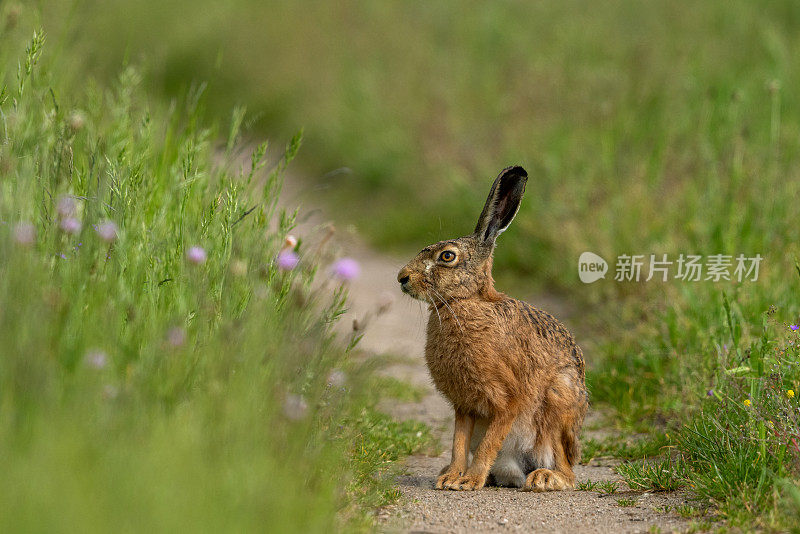 欧洲兔(Lepus europaeus)